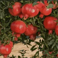 فروش انار