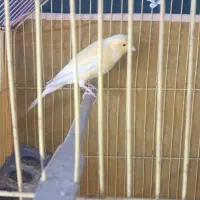 قناری کشیده رسمی