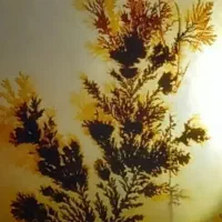 شجر|کلکسیون اشیاء عتیقه|تهران, شهرآرا|دیوار