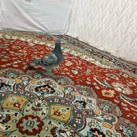 س عدد کبوتر|پرنده|رشتخوار, |دیوار