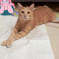 واگذاری گربه رشت