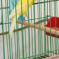 قناری سوپر مست|پرنده|خورموج, |دیوار