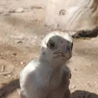 جوجه لاری نسل افغان