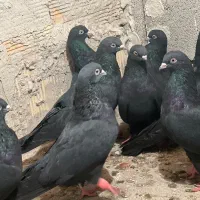 کبوتر|پرنده|جلفا, |دیوار