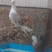 کفتر|پرنده|محمدشهر, کوی بهار|دیوار