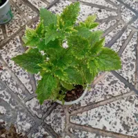 قوطی