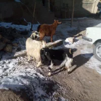 بز نر و ماده|حیوانات مزرعه|قروه, |دیوار