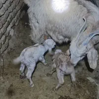 بزغاله شیری|حیوانات مزرعه|سده (خراسان جنوبی), |دیوار