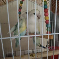 طوطی برزیلی مولد|پرنده|شاهین‌شهر, خانه کارگر|دیوار