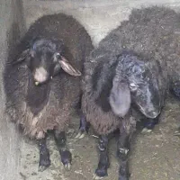فروش قوچ و۲راس بره نر