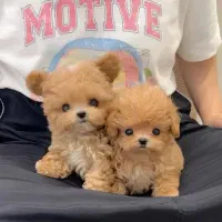 پوودل ، شیتزو‌|سگ|رشت, استادسرا|دیوار