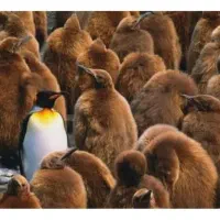 خط تلفن ثابت رند،امین حضور،ری،سرچشمه،سیروس وقیام