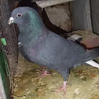 نرماده کلاغ دم سفید عروسک