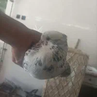 کبوتر