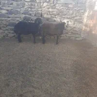 دوراس بره قوچ قزل‌افشار