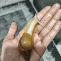 حلزون