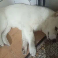 واگزاری رایگان سرپرست خوب