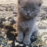بچه گربه اسکاتیش فولد