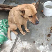 واگذاری سگ پیت بول|سگ|قرچک, میرزائی شمالی|دیوار