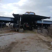 طلیسه آبستن گاوداری صنعتی