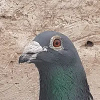 پلاکی لوفت الزلزال عکس اخر پرینت خود