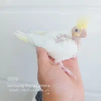 جوجه عروس هلندی نر شاه تخمه