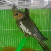 عروس هلندی