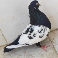 سینه ایی