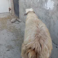 قوچ دامازدیق|حیوانات مزرعه|سرعین, |دیوار