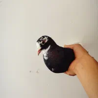 ماده پلنگ