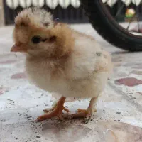 جوجه گلین و برهما دورگه|حیوانات مزرعه|قم, حنیف نژاد|دیوار