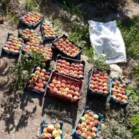 باغ|فروش زمین و ملک کلنگی|سراب, |دیوار