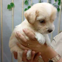 سگ پودل کراس