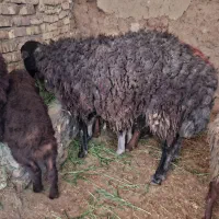 گوسفند میش بره شیشک