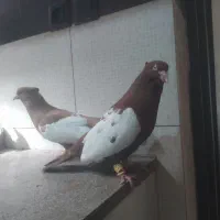 سینه زرد و سرخ