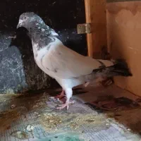 کفتر|پرنده|نهاوند, |دیوار