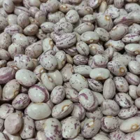 لوبیا چیتی دانه‌درشت به شرط|خوردنی و آشامیدنی|شیراز, دروازه قران|دیوار