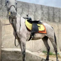 مادیون ابرش ۶ دنگ|اسب و تجهیزات اسب‌سواری|کاشان, استرک|دیوار