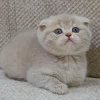 بریتیش و اسکاتیش اشرافی و خاص
