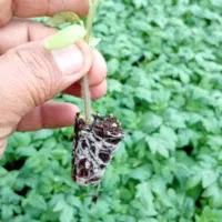 نشا متین اصلی قوطی قیمت توافقی