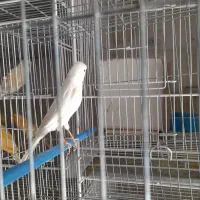 قناری نر بخون|پرنده|بم, |دیوار