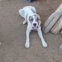 سگ گمشده