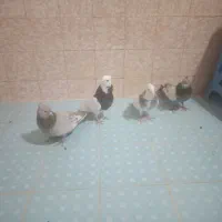 کبوتر ماده|پرنده|شیراز, آبیاری|دیوار
