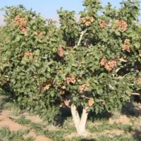 باغ-پسته-پر-بار