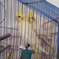 عروس هلندی جفت لوتینو