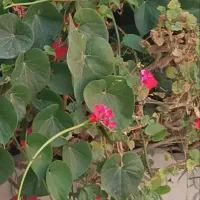 فروش خانه ویلایی سه خوابه روستای احمد آباد