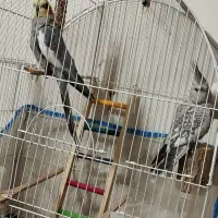 یک جفت عروس هلندی