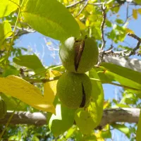 گردو فروشی|خوردنی و آشامیدنی|ارجمند, |دیوار