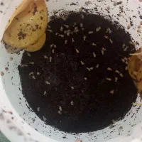 بچه حلزون البینو|خزنده|قم, یزدانشهر|دیوار