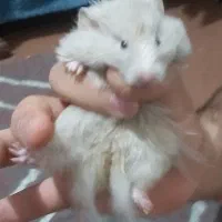 همستر خانگی